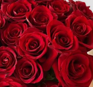 Анжела Николенко.jpeg